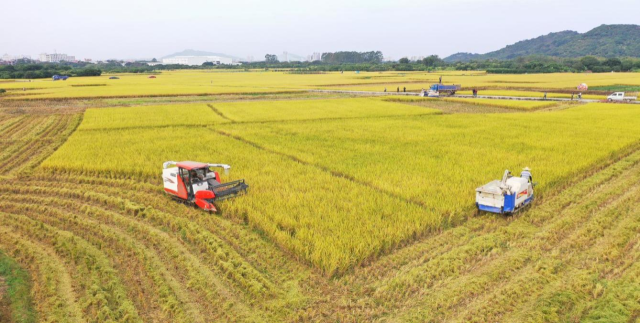 从化江埔街山下村香米产业园