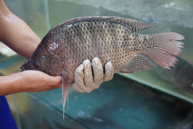 茂南罗非鱼具有高蛋白、低脂肪、多肉少刺的特质。