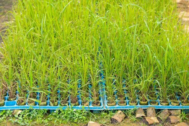 在林宗博的育苗基地，待出售的青皮、黄皮甘蔗脱毒种苗占到了99%。（吴秒衡 摄）