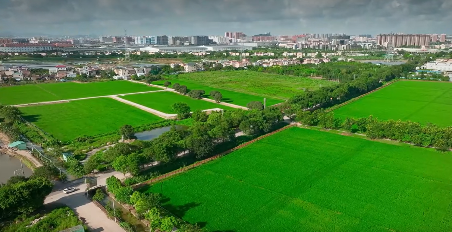 传统农业岛变网红打卡地，横石岛经历了什么？ | 黄圃五年蝶变