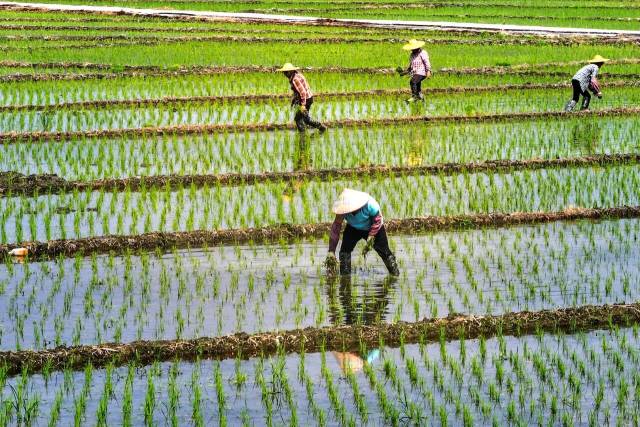 ▲ 乐城镇思可村全力推进撂荒地复耕复种。陈彦成 摄