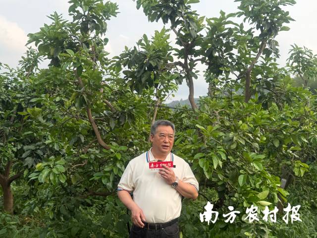 华中农业大学二级教授、湖北省果菜茶有机肥替代化肥技术专家指导组组长、教授胡承孝