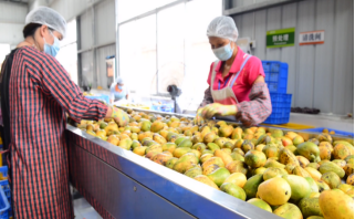 果天下工人分拣收购的次果