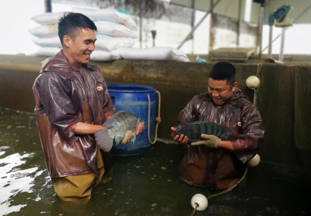 脆肉罗非鱼养殖基地。