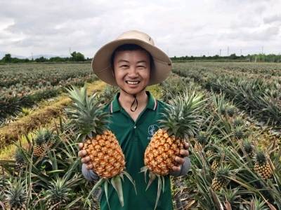 给生活加点甜，代表珠海“甜度天花板”的平沙凤梨成熟啦