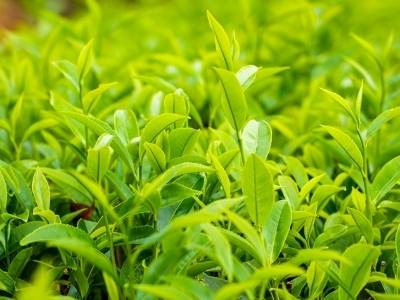 视觉｜春茶飘香满五华 一片绿叶托起乡村振兴致富路