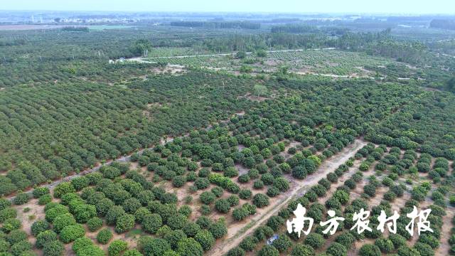 湛江市遂溪县乌塘镇是中国大陆最早成熟规模化上市的荔枝产地。
