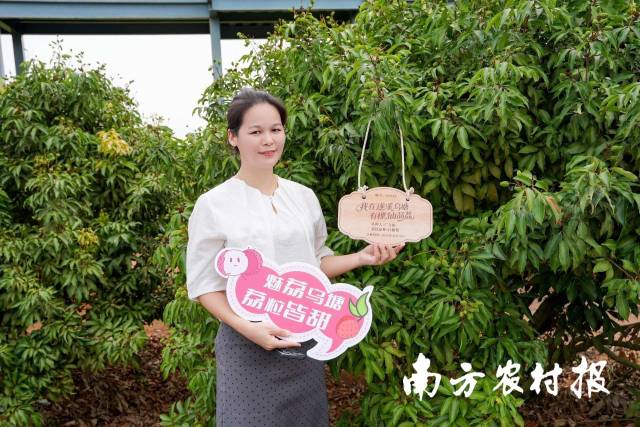 广之旅湛江分公司副总经理林丽敏已连续两年参与仙品荔定制。