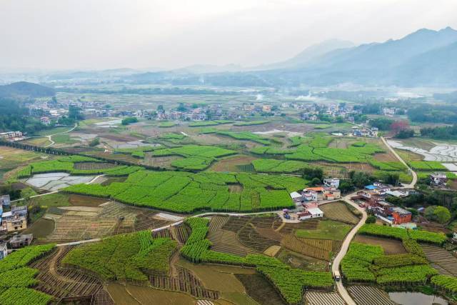 清明节前，春耕在即，英德市横石水镇溪北村仍有大量甘蔗待收。经多方努力，清明节后，待收的甘蔗剩下100多亩。（吴秒衡 摄）