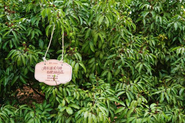 荔枝青果缀满枝头。