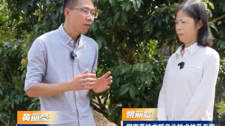 改良土壤＋果面防控，两招防治荔枝黑皮病