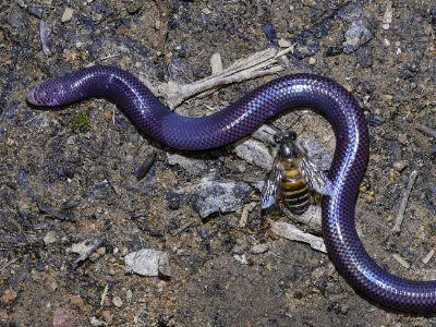 鼎湖山保护区首次拍到“没有脚的蜥蜴”，属易危级