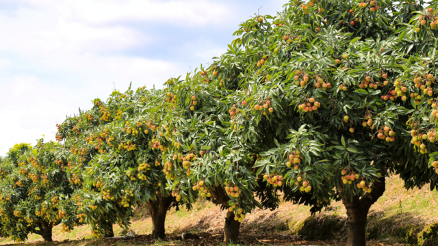 浦北妃子笑荔枝（资料图）