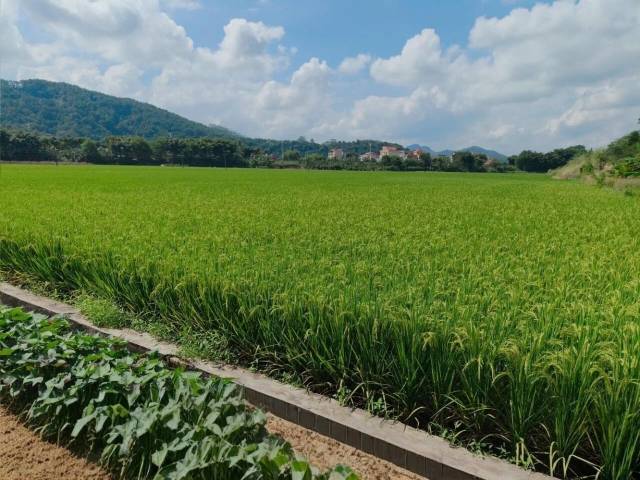 合理密植水稻生长情况。