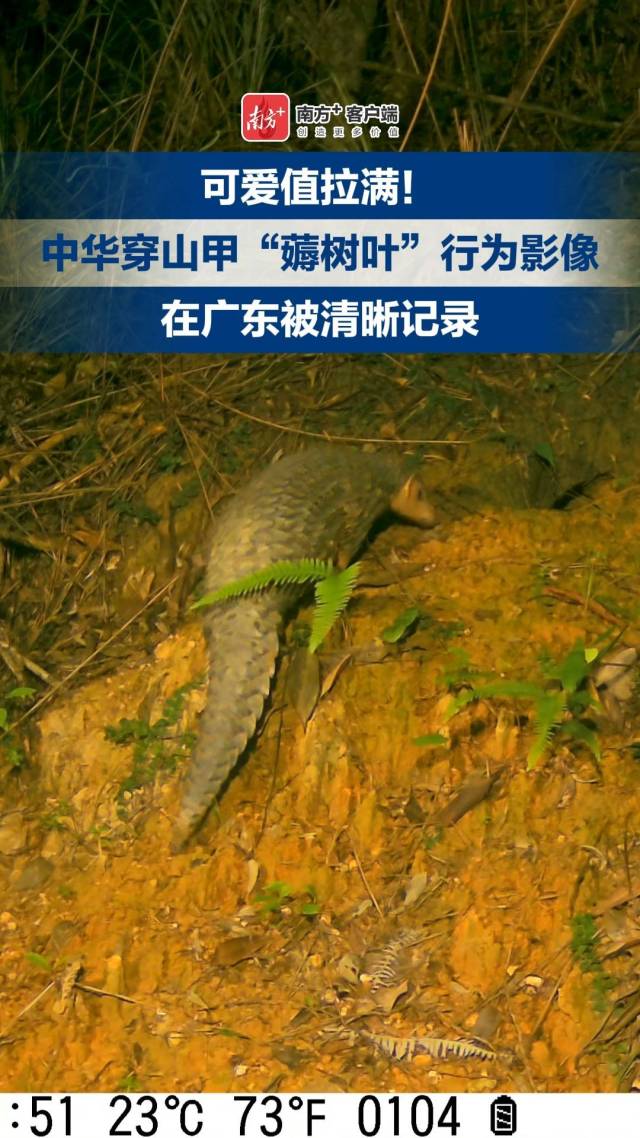 可爱值拉满！中华穿山甲“薅树叶”画面在广东被清晰记录
