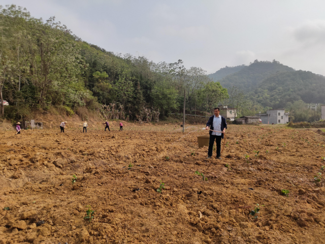 都平镇勿乃村百香果种植基地。