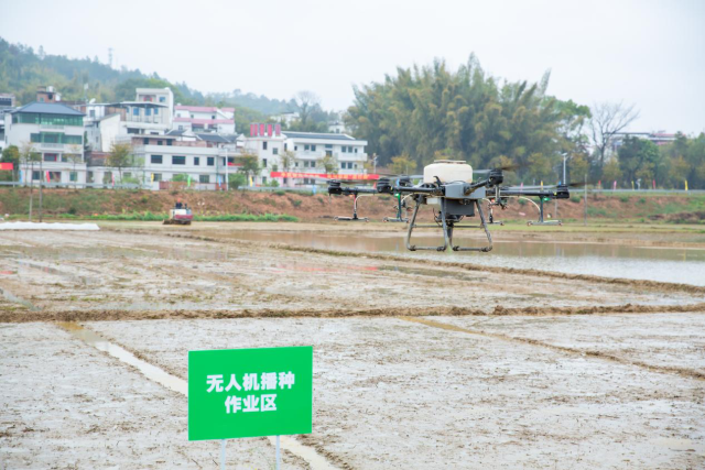 龙川县龙母镇双华村的广袤田野间，无人机正在播种作业。