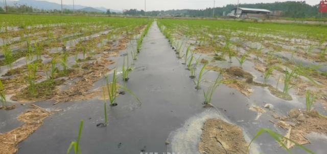 供销万禾公司种植节水抗旱稻。