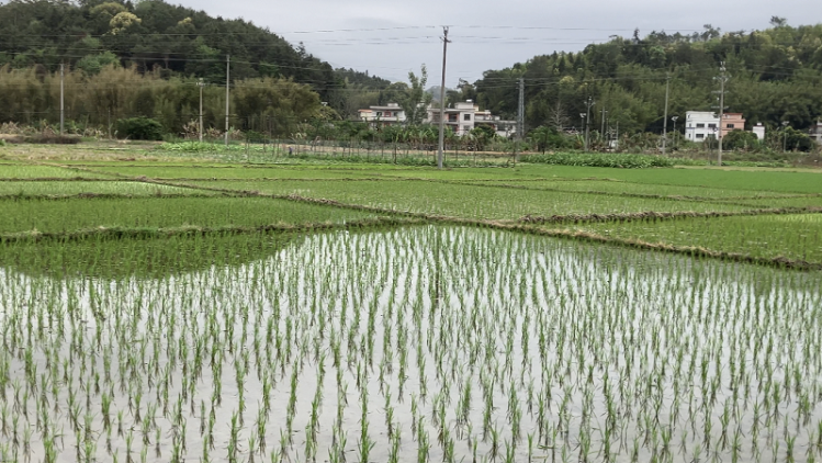 封开县“五良”融合整治撂荒地近2万亩，沉睡土地变身“希望田”