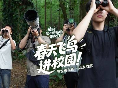 春天飞鸟进校园！华农观鸟的一天太治愈