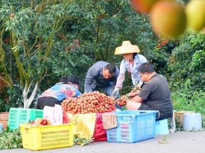 普惠金融试水，“气候贷”直面荔枝“大小年”｜荔枝花开看柏桥⑩