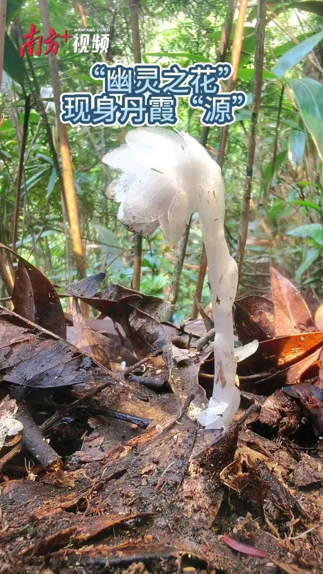 每年仅40余天露出地表！珍稀野生“水晶兰”现身丹霞“源”