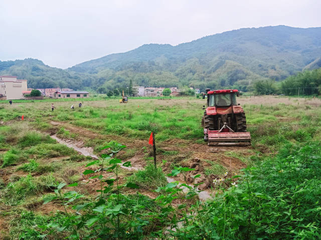南方农村报 王富迪 拍摄