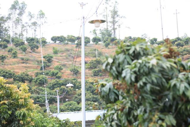 夏耽利用光防治蒂蛀虫