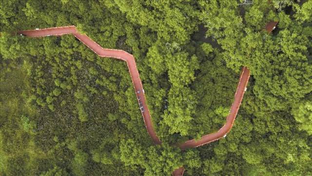 深圳：十年退养滩涂阔，红树列阵万羽还