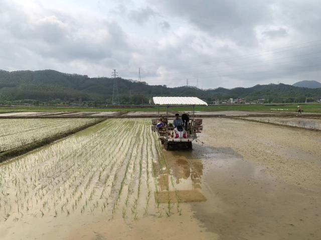 南方农村报 徐建杭 拍摄