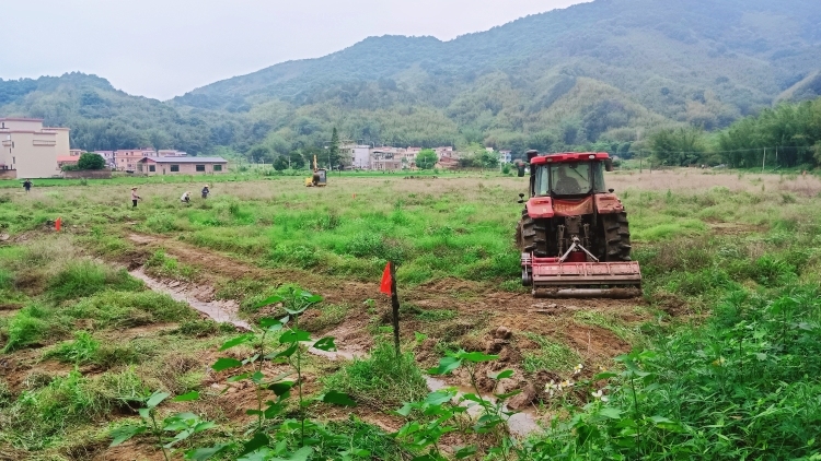 “沉睡田” 变身 “致富田”！肇庆供销社系统发力撂荒地复耕