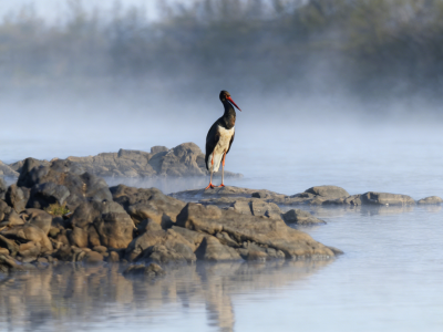 候鸟为何频频“回头”？韶关这样守住一条“生命通道”