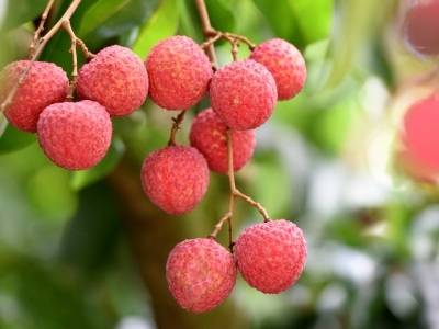 粤BA最“重”礼物来了！惠州主场将送出5棵荔枝树采摘权