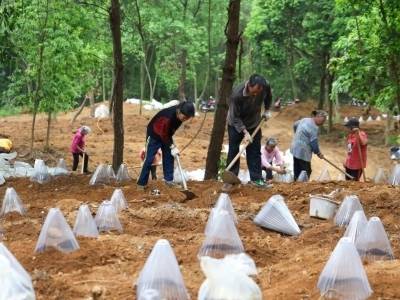 连南东和村林下掘金，闲置地变“聚宝盆”丨粤来粤好百千万