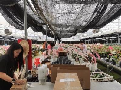 一季度8000万！云安花卉借“网”出圈