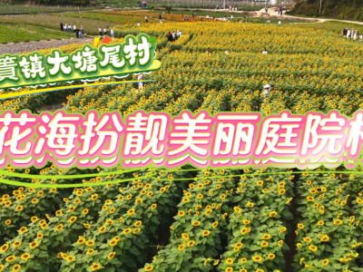 织篢镇“美丽庭院”村：花海靓，村容美 | 阳西“美丽庭院”巡礼