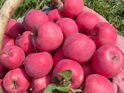 “苹果”之中见因果