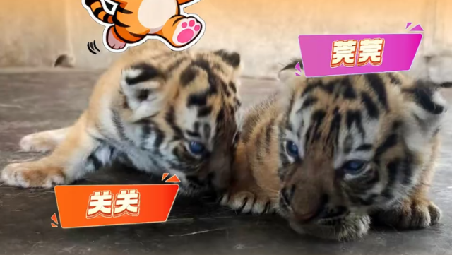粤BA莞韶对决，两只“萌虎”来助威