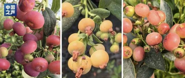 △大连大学蓝莓生物育种团队培育的“红玛瑙”蓝莓（左）、“锦程”蓝莓（中）、“红水晶”蓝莓（右）。