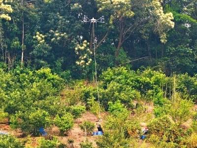 无人机破解山地果园运输难题，智慧农事新模式亮相龙门
