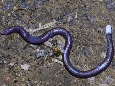 鼎湖山保护区首次拍到“没有脚的蜥蜴”，属易危级