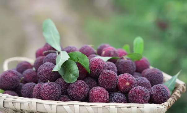 潮阳杨梅（图源：汕头橄榄台）