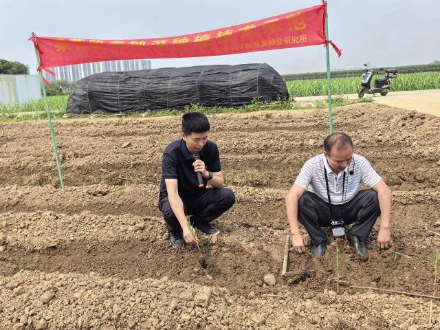 专家在田间详细讲述脱毒种苗种植技术和管理方法。
