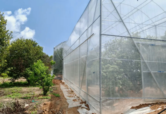 潮阳杨梅大棚种植基地（图源：潮阳发布）