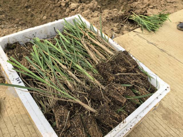 脱毒种苗能提升甘蔗的品质和卖相。