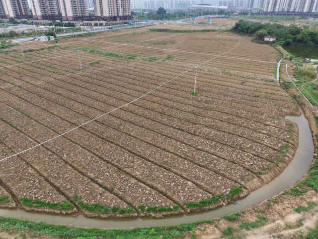 鼎扬农业广利街道种植基地