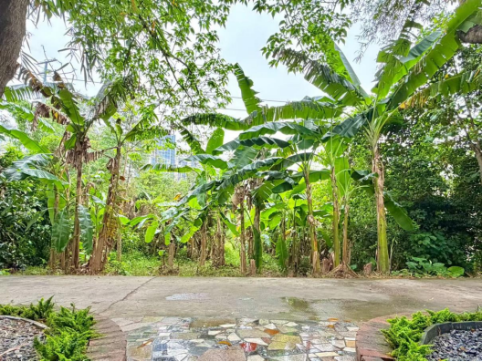 餐厅门口的树木。