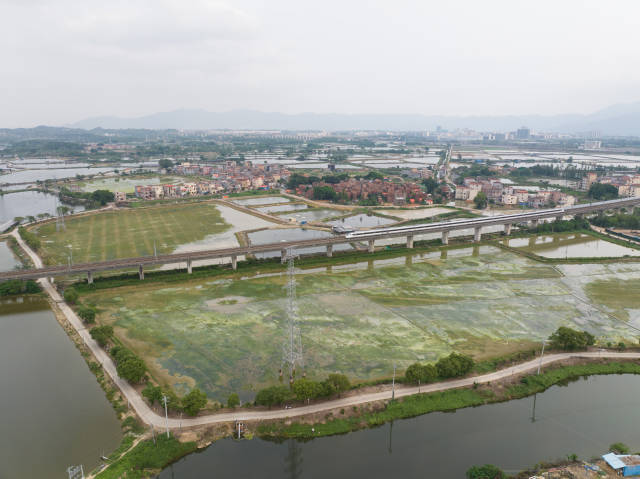 永安镇大朗村种植基地