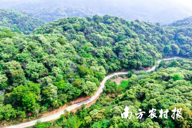 惠州博罗县万亩罗浮锥山地公园