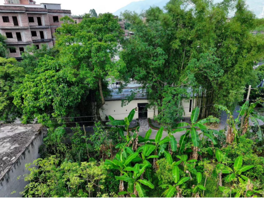 被竹子和芭蕉环绕的枫殸加拿大妈妈菜餐厅。